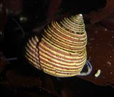 Image of Blue Top Snail