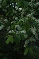 Image of Bird Cherry