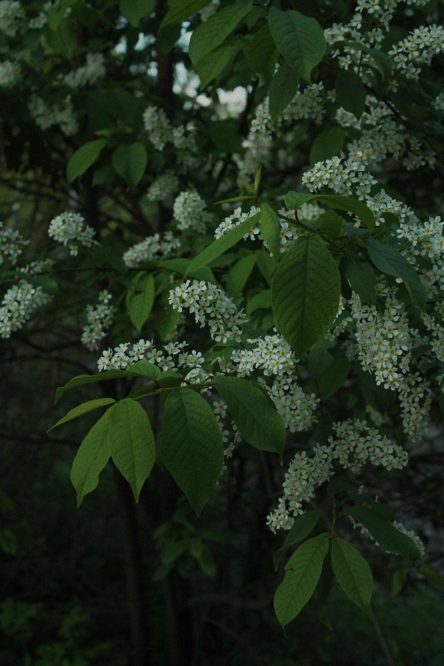 Image of Bird Cherry