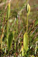 Image of snakemouth orchid