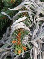 Image of candelabra aloe