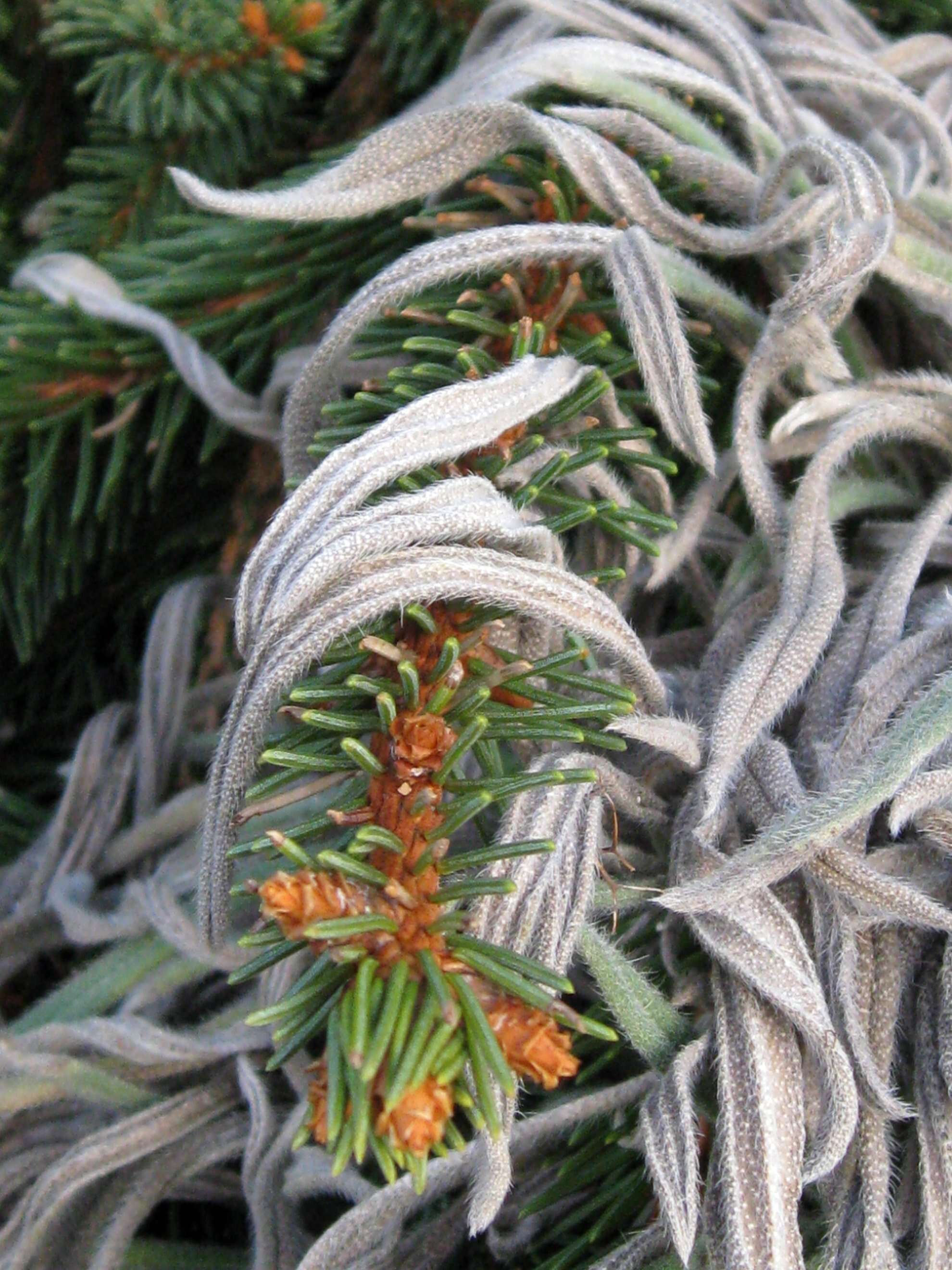 Image of candelabra aloe