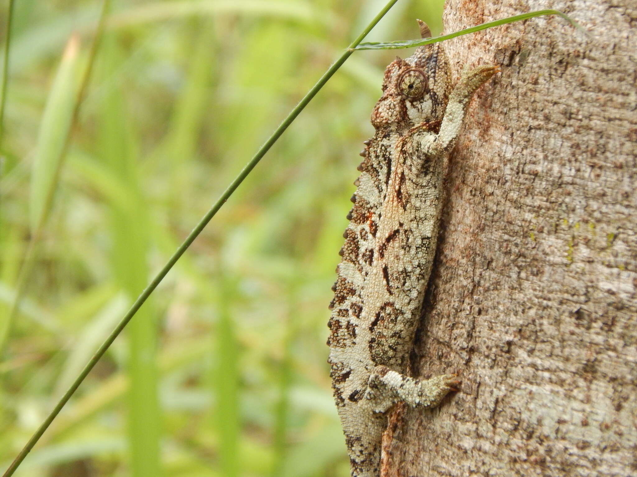 Image of Chamaeleo jacksonii