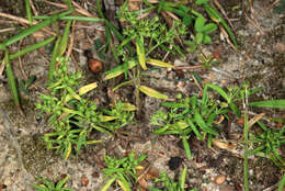 Image of longleaf summer bluet