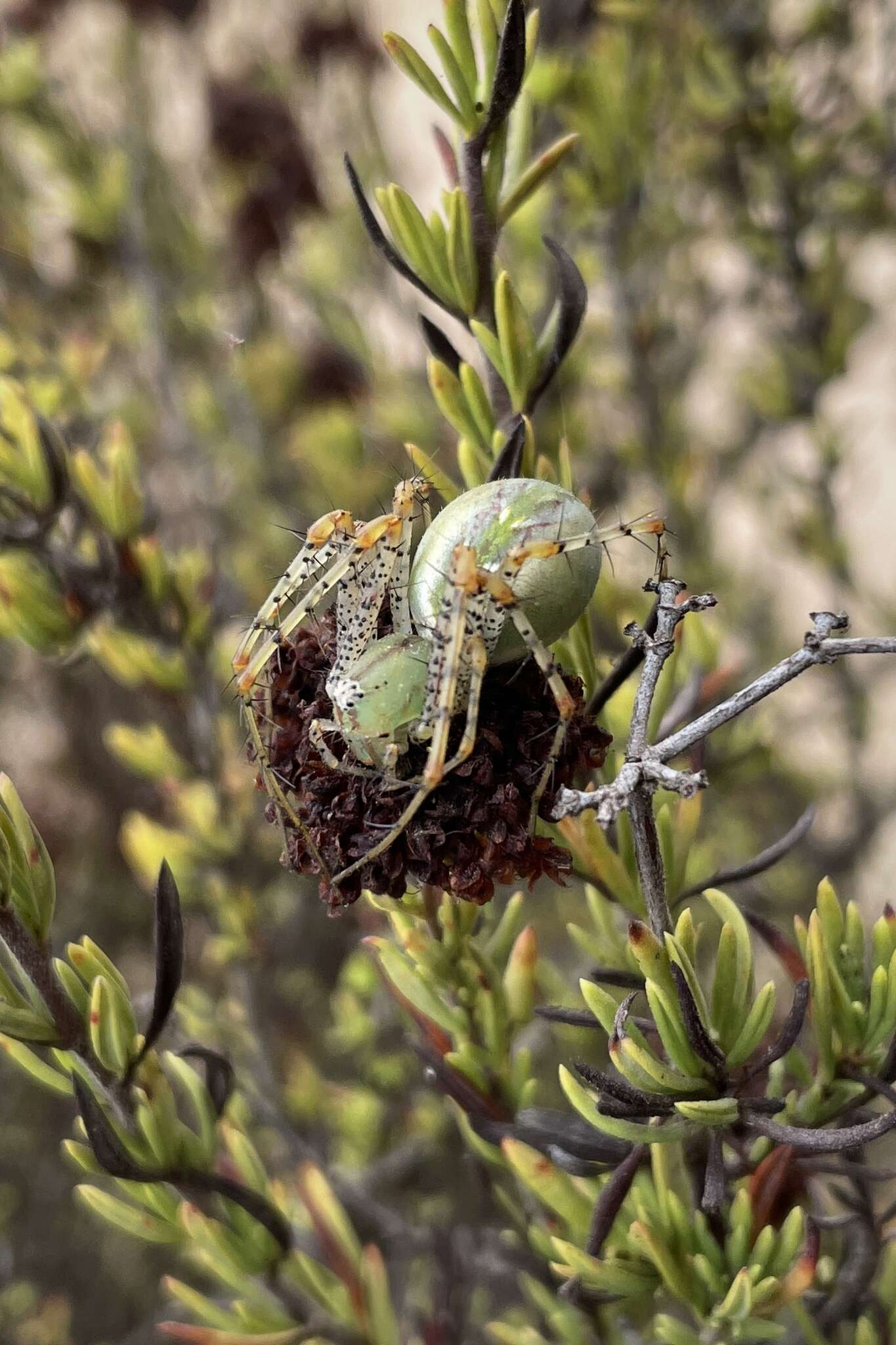 Image of Peucetia