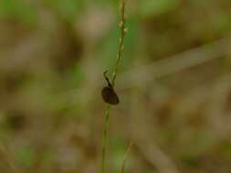 Image of Aglaope infausta Linnaeus 1767