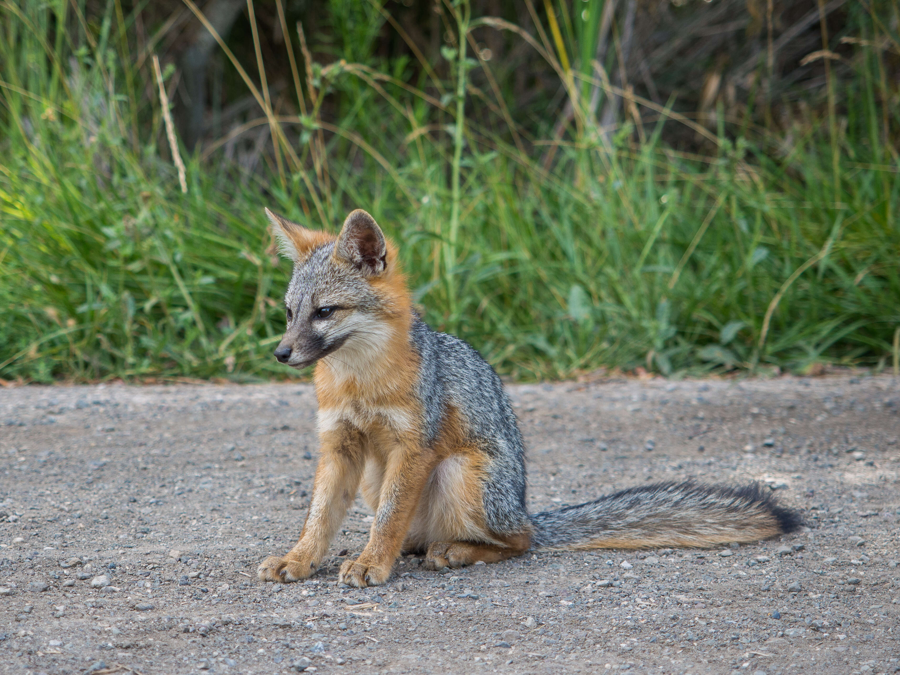 Image of Grey Foxes