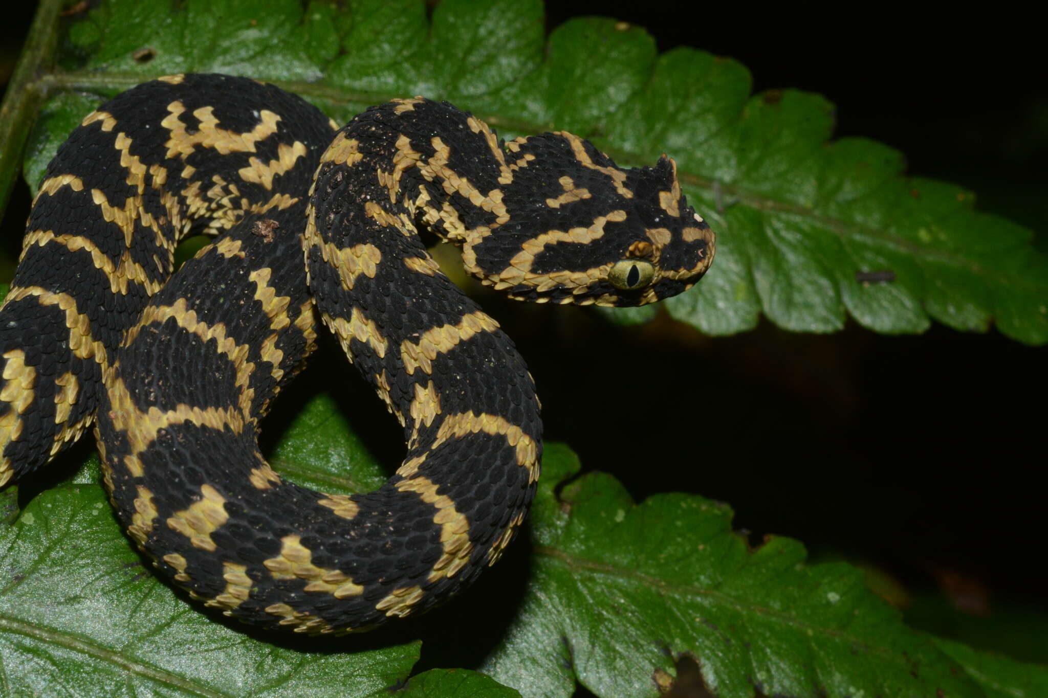 Image of Usambara Eyelash Viper