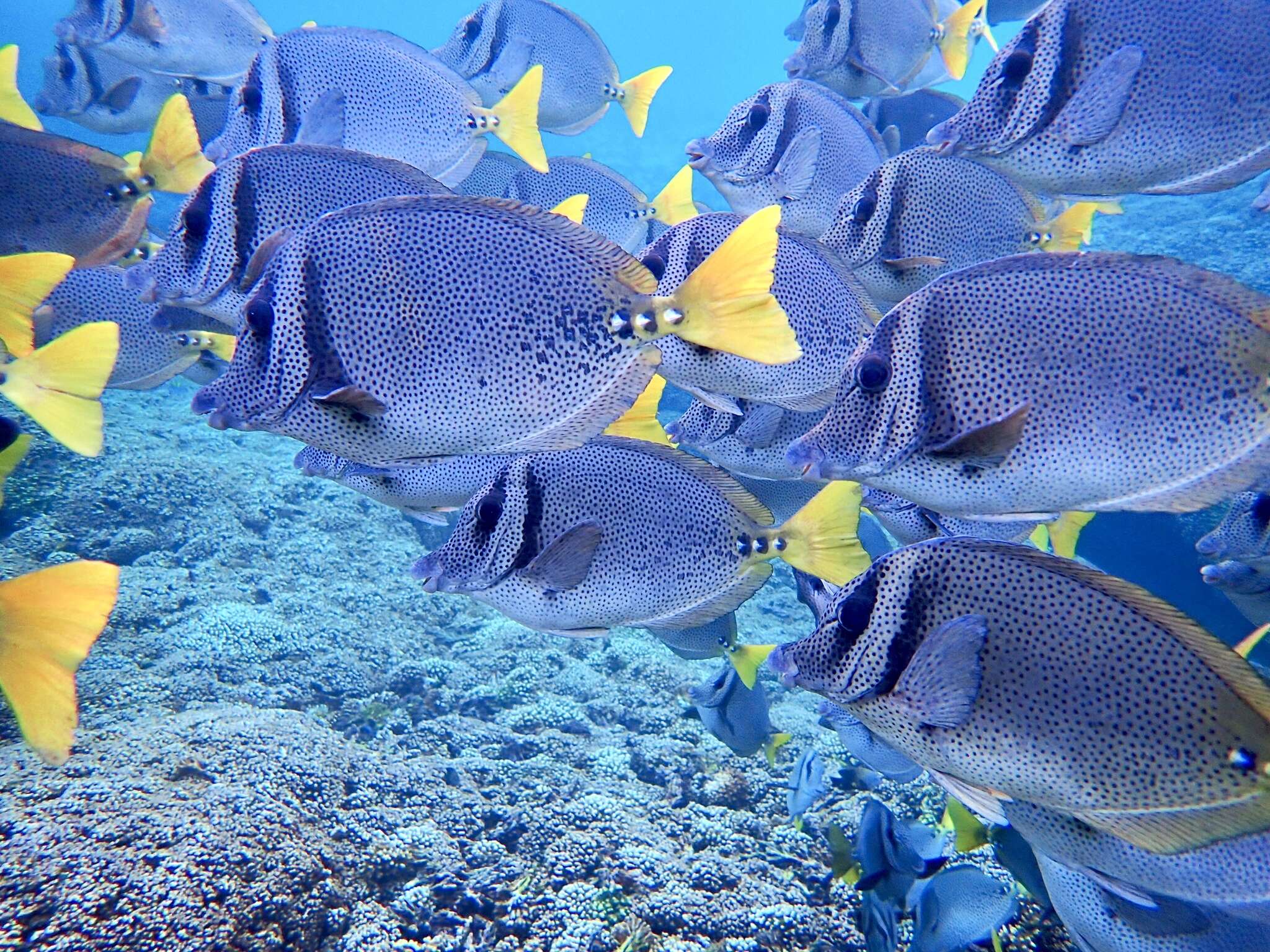 Image of Razor Surgeonfish