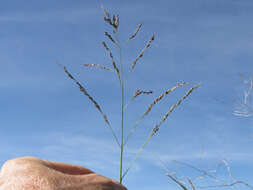 Image de Panicum coloratum L.