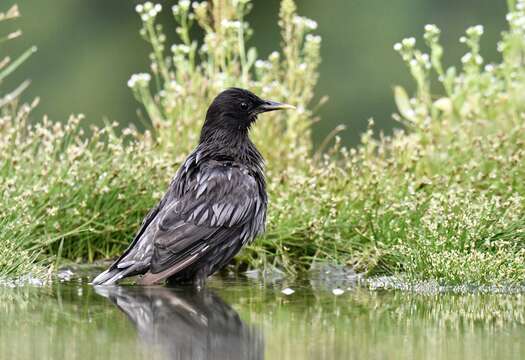 Image of Spotless Starling