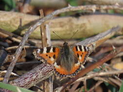 Imagem de Aglais urticae Linnaeus 1758