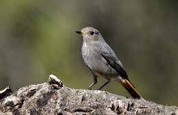 Image of Black Redstart