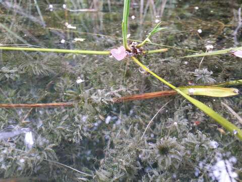 Image of western waterweed