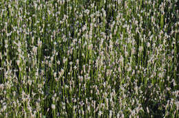 Image of Hare's-foot Plantain