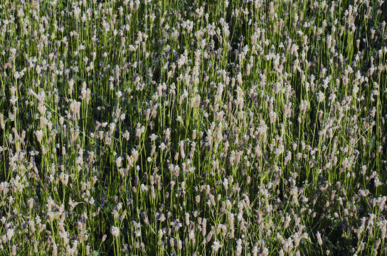 Image of Hare's-foot Plantain