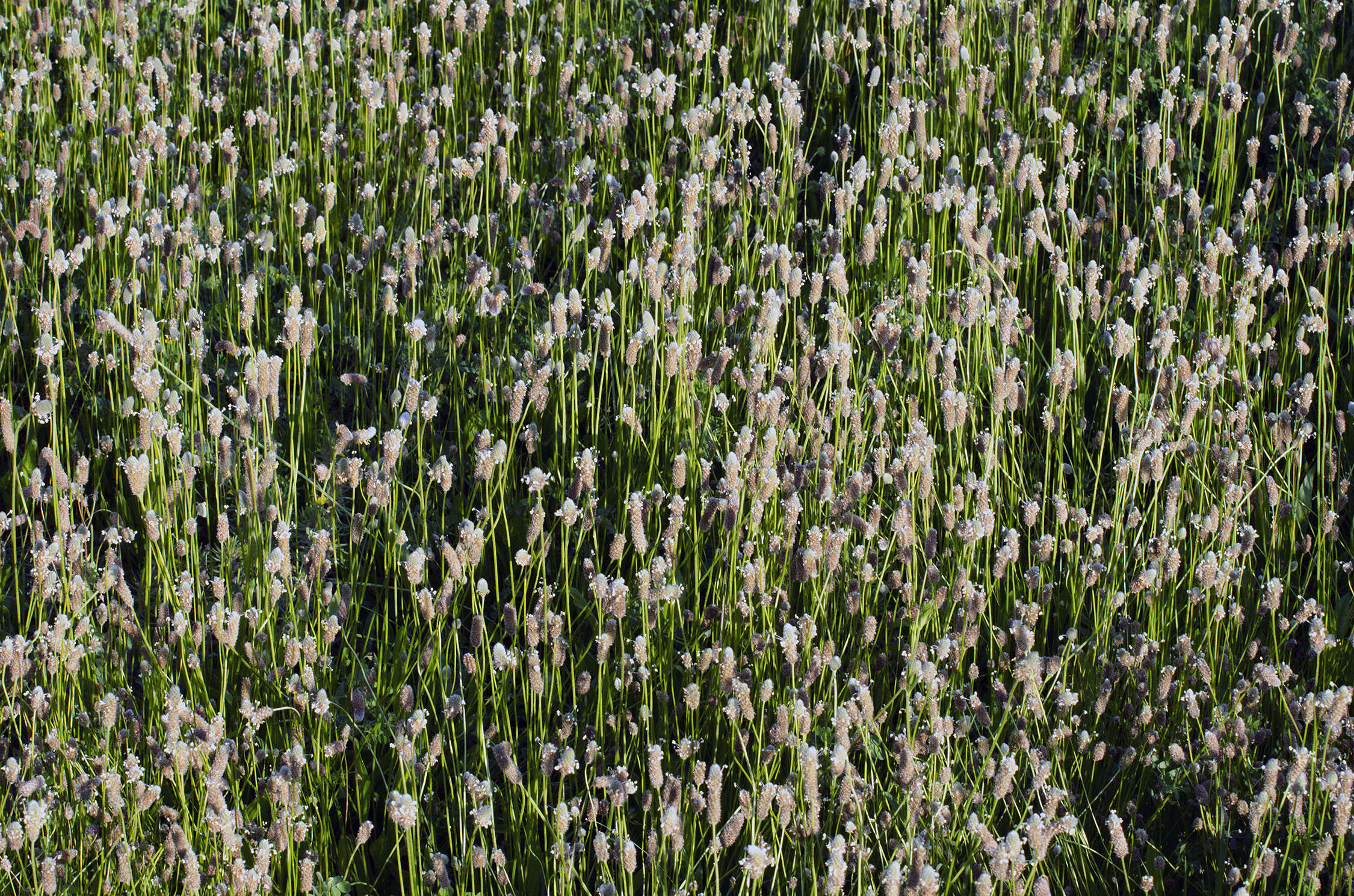 Image of Hare's-foot Plantain