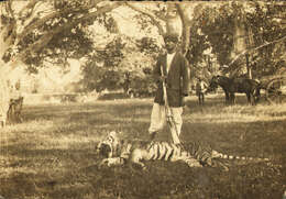 Image de tigre du Bengale