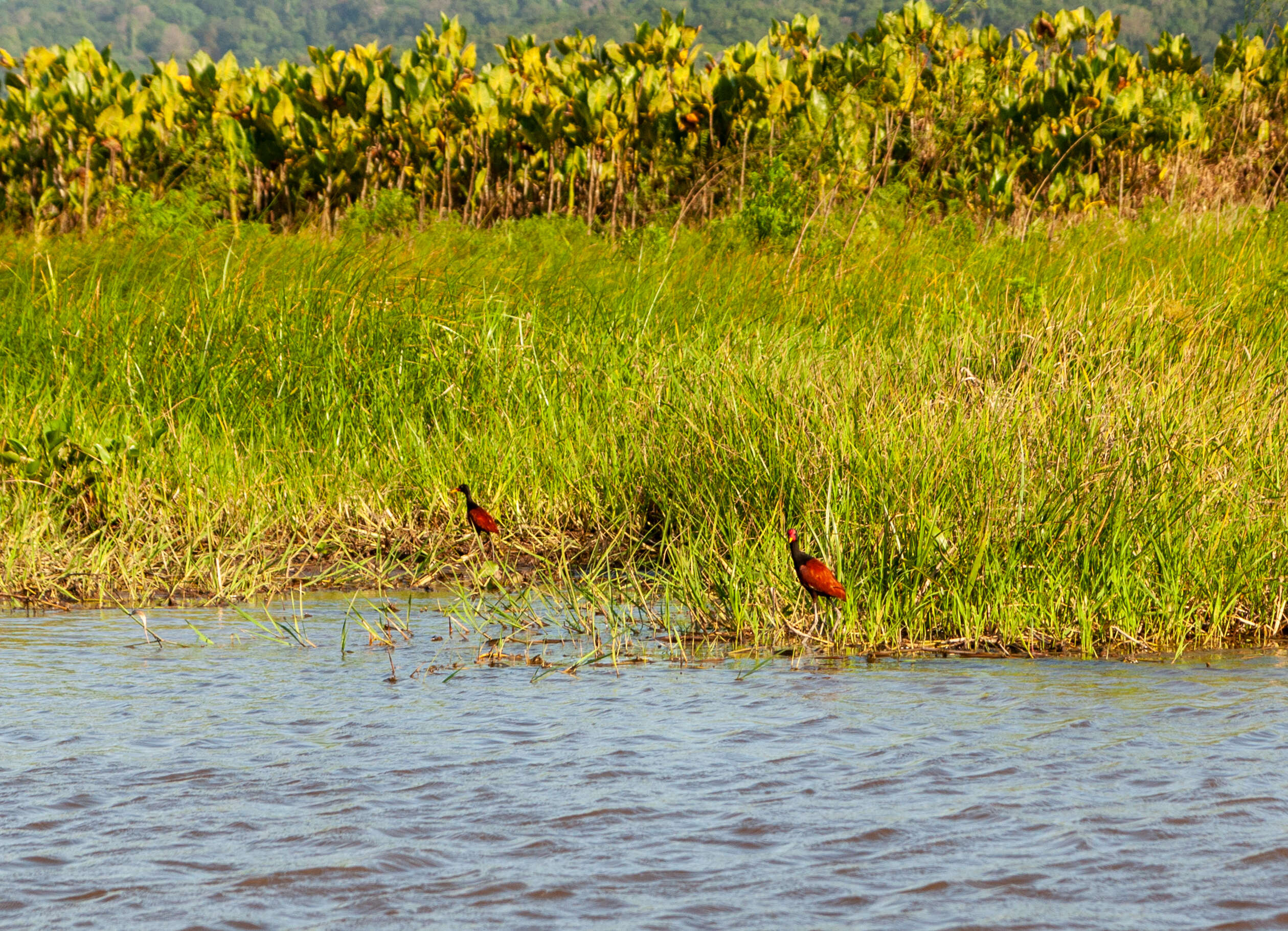 Image of Wattled Jacana