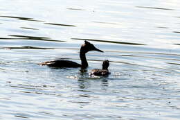 Image of Podiceps Latham 1787