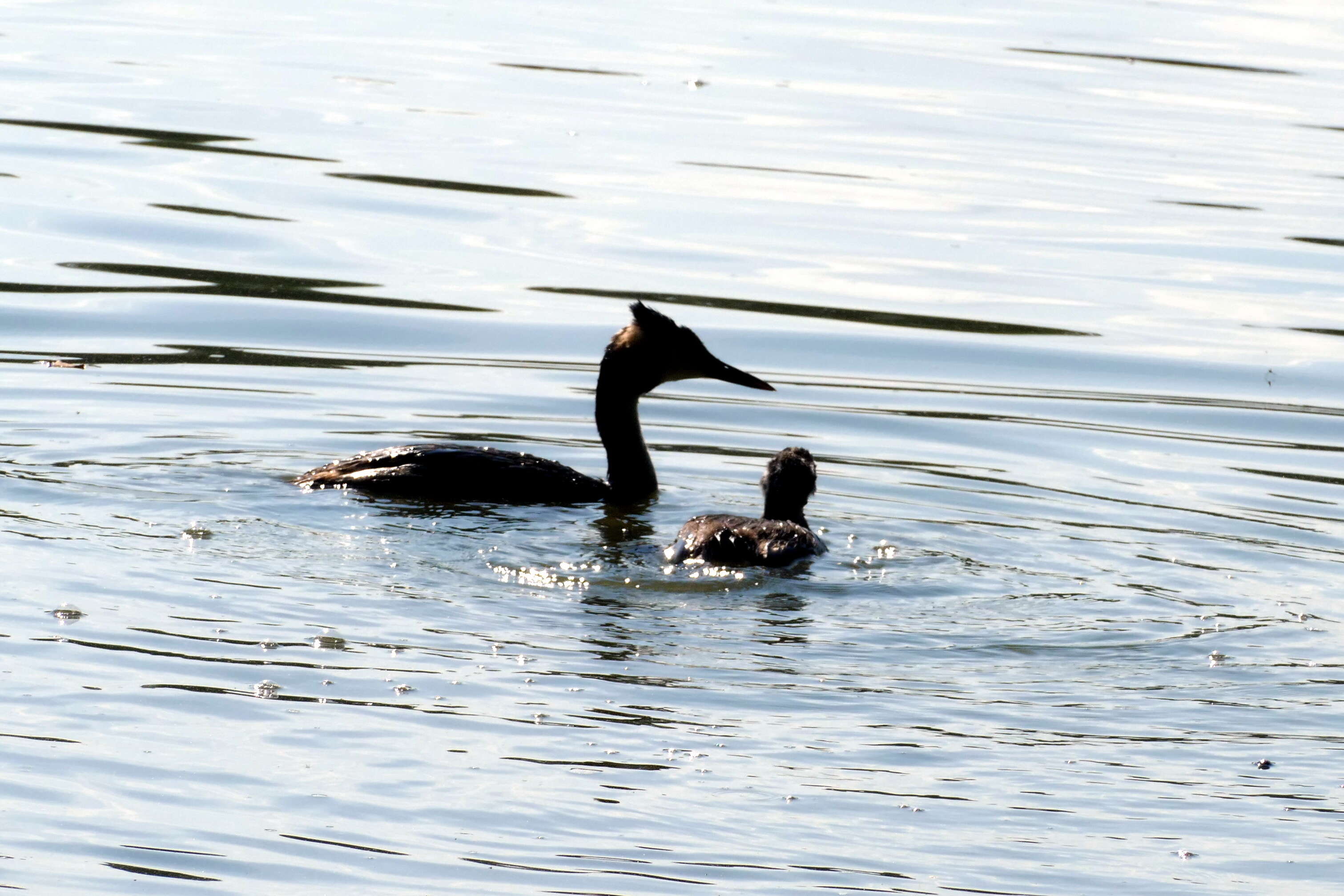 Image of Podiceps Latham 1787