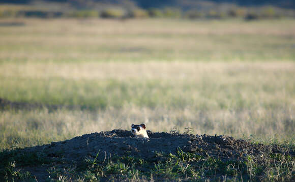 Image of Black-footed Ferret