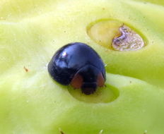 Image of Metallic Blue Lady Beetle