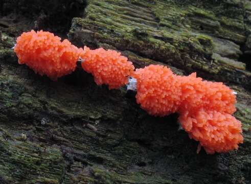 Image of Red Raspberry Slime Mold