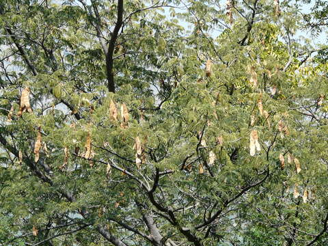 Imagem de Albizia amara (Roxb.) B. Boivin