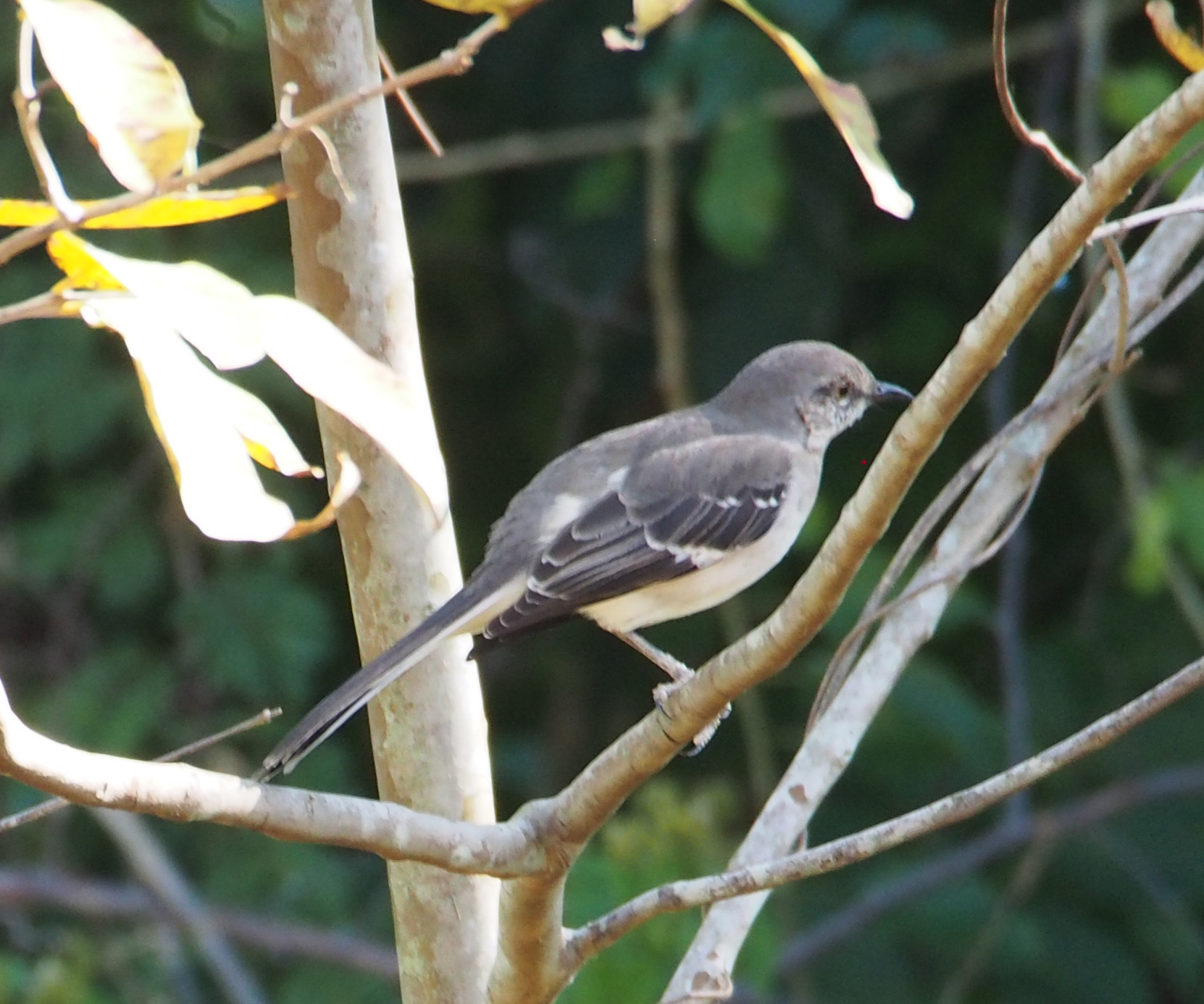 Image of Northern mockingbird