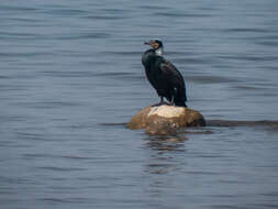 Image of Black Shag