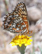 Image of Gabb's Checkerspot