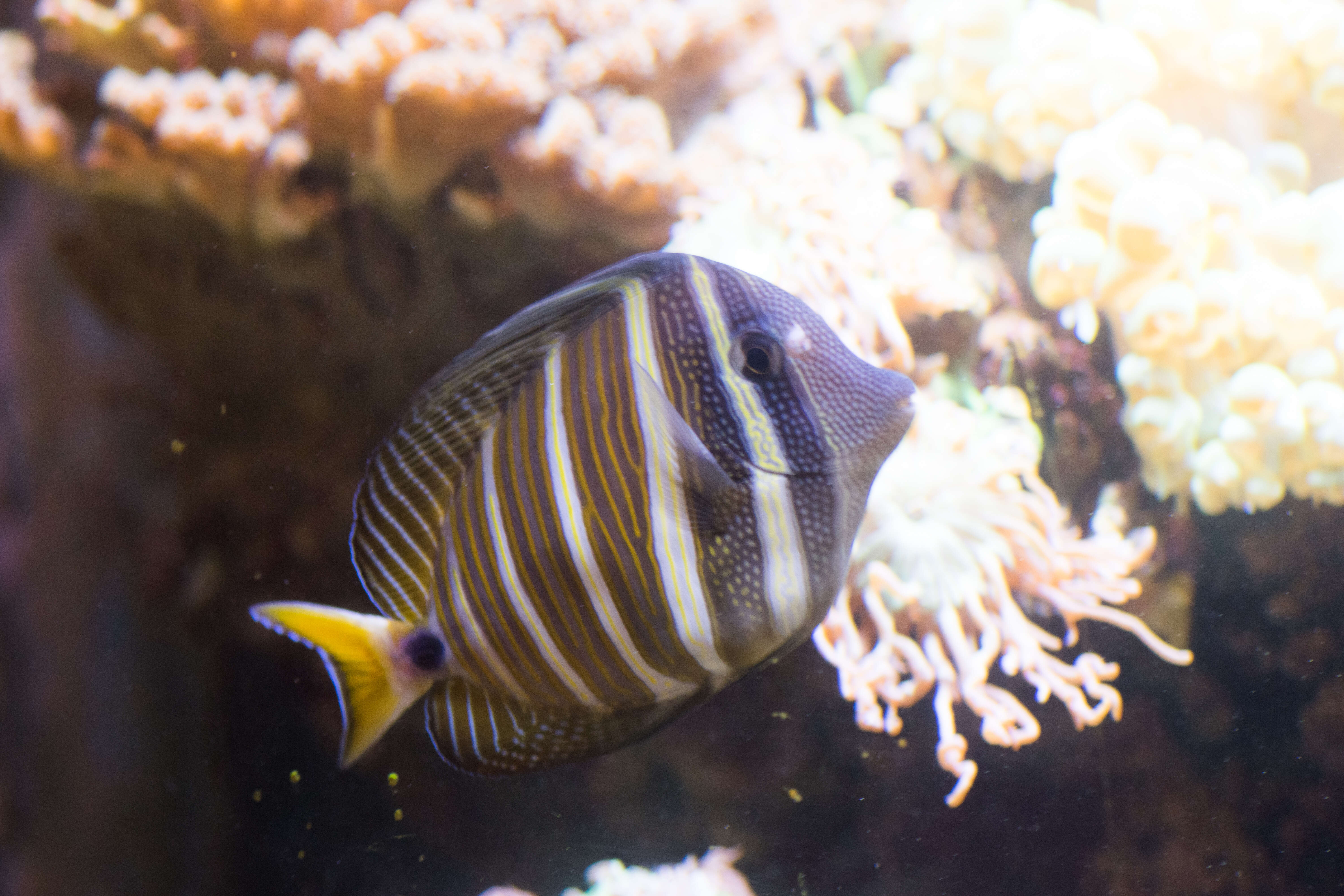 Слика од Zebrasoma veliferum (Bloch 1795)