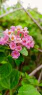 Image of trailing shrubverbena