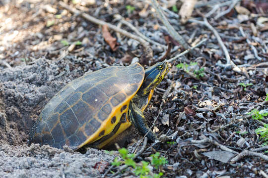 Image of Deirochelys