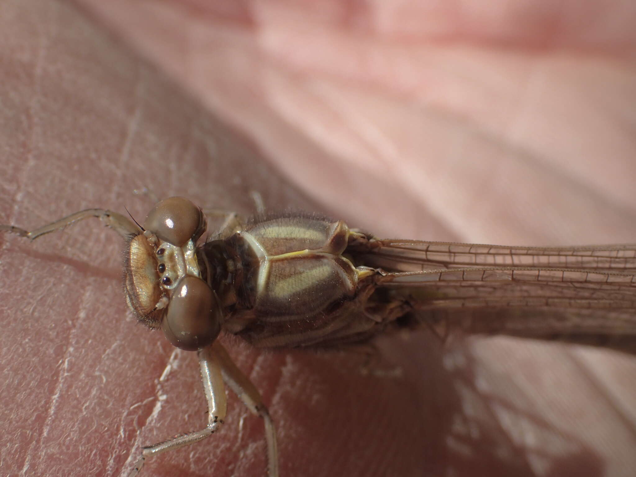 Image of Elusive Clubtail