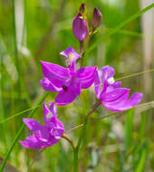 Image of tuberous grasspink