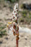 Plantago albicans L. resmi