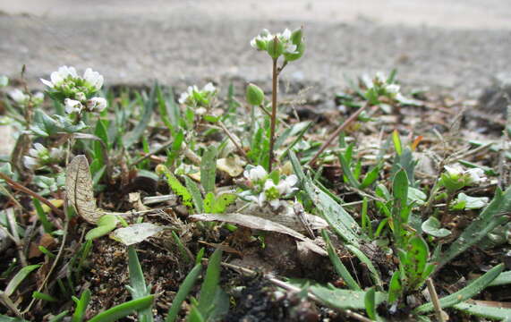 Image of early scurvygrass