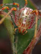 Image of Peucetia