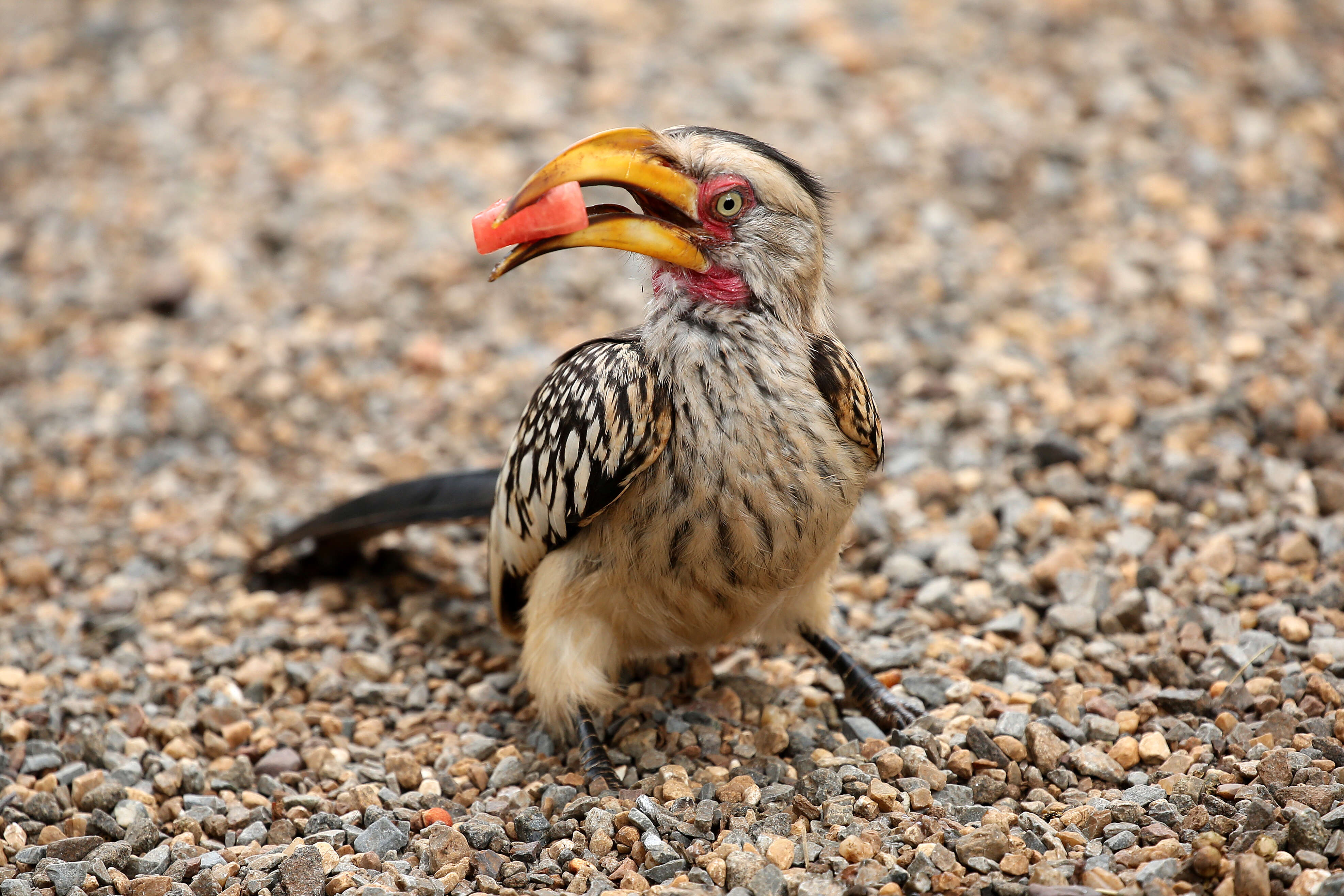 Image of Southern Yellow-billed Hornbill