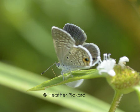 Image of Caribbean blue