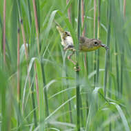 Geothlypis trichas (Linnaeus 1766) resmi