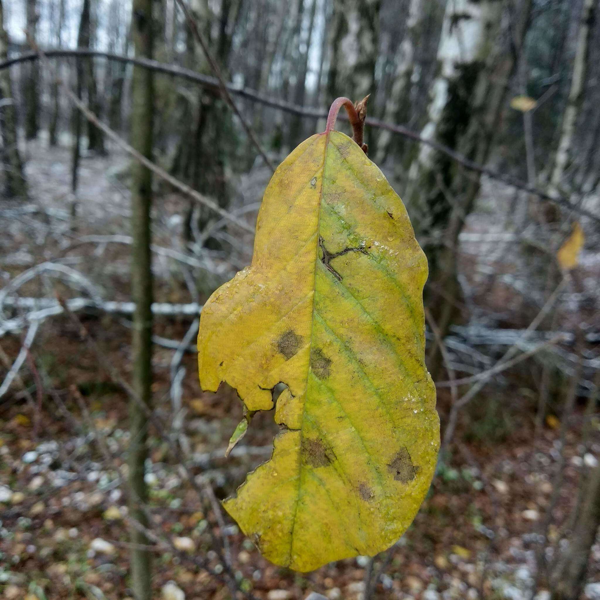 Image of Bird Cherry