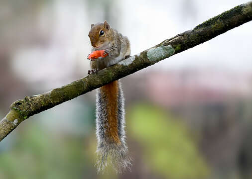 Image of Jungle Palm Squirrel