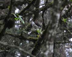 Image of White-breasted Hawk