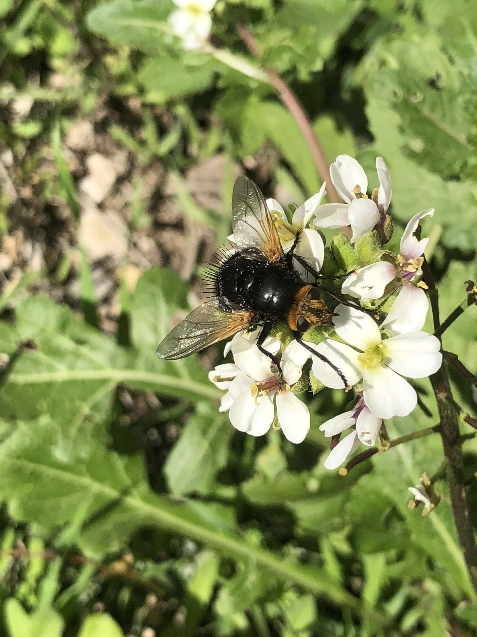 Image of giant tachinid fly