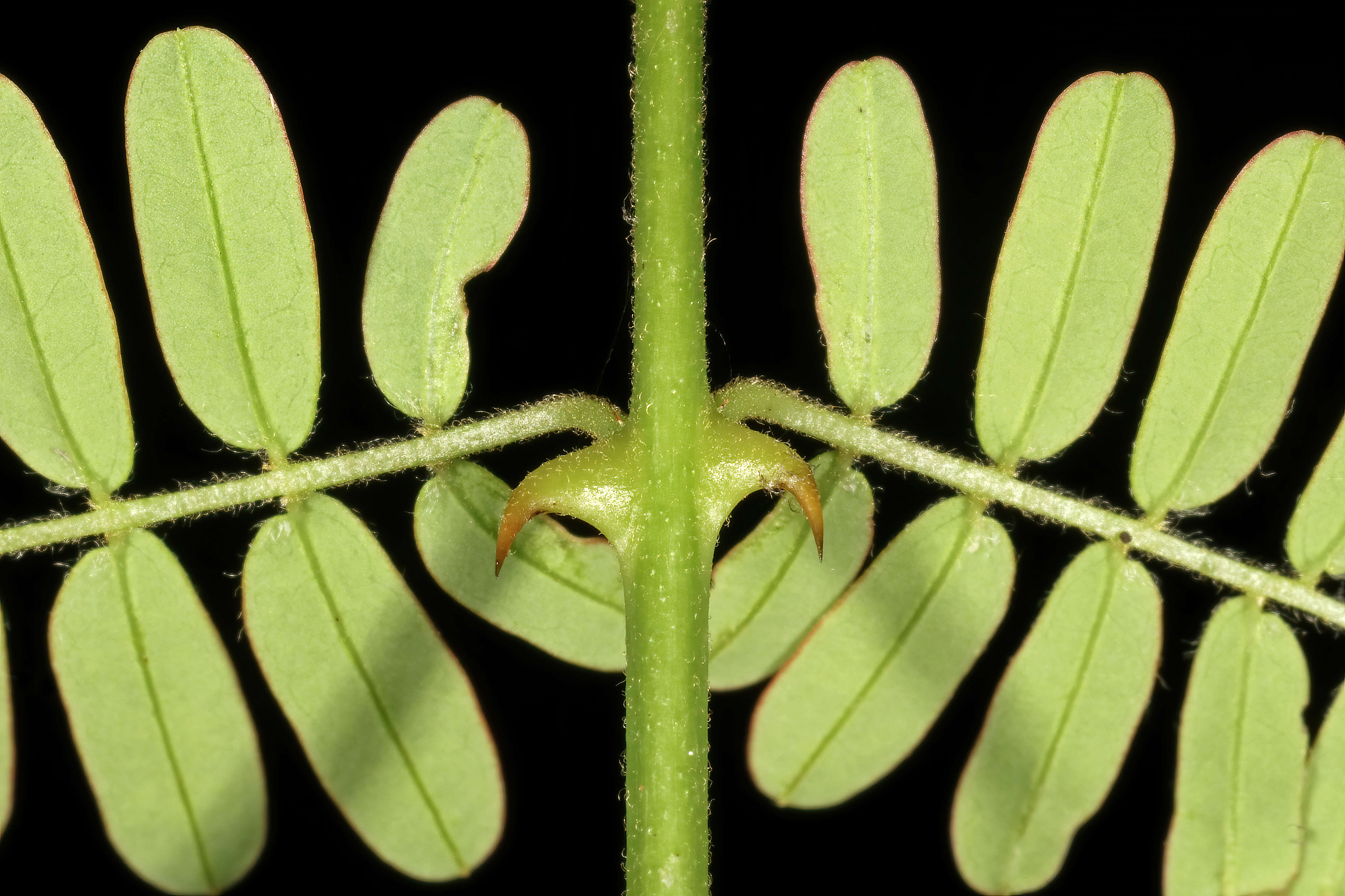 صورة Pterolobium stellatum (Forssk.) Brenan