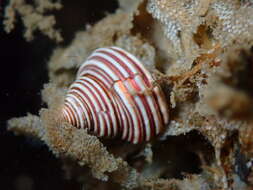 Image of Blue Top Snail