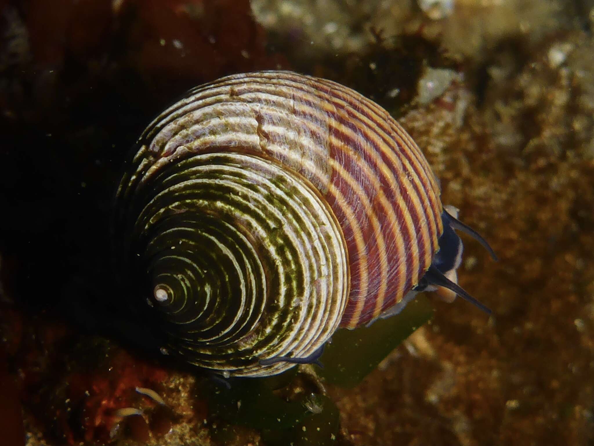 Image of Blue Top Snail